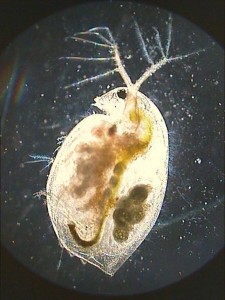 Daphnia magna