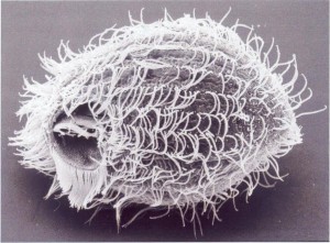 Tetrahymena thermophila